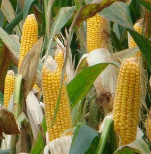 Yellow Maize