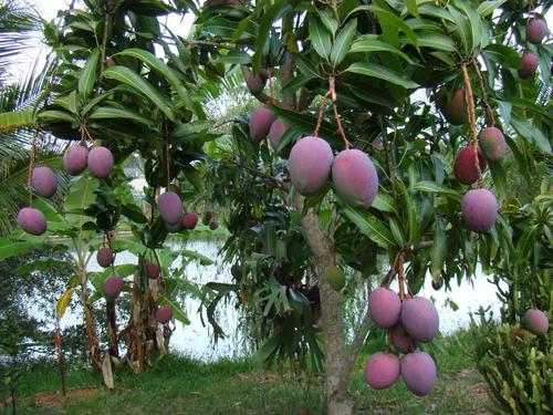 Fresh Mangoes