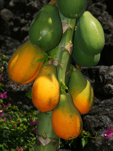 Semi Ripened Papaya