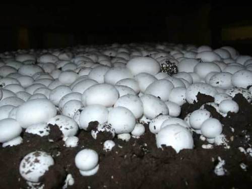 Mushrooms - Organic Nutrient-Rich Fungi | Versatile Culinary Ingredient for Savory Dishes, Appetizers and Salads