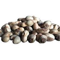 Farm Cashew Nuts