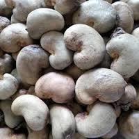 Raw Cashew Nut 
