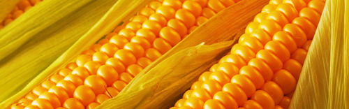 Maize