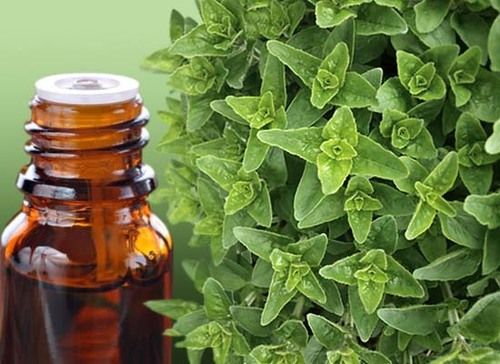 Oregano Oil