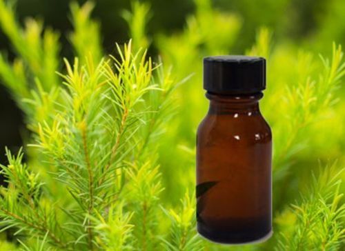 Tea Tree Oil