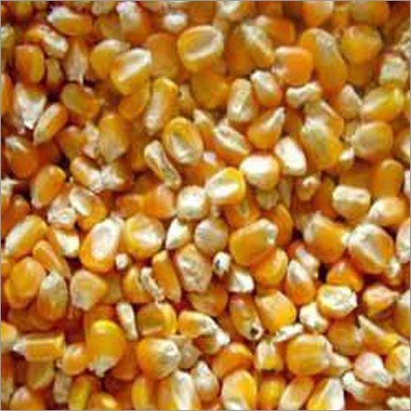 Yellow Maize