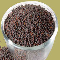 Mustard Seeds Black