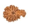 One Mukhi Sawar Rudraksha