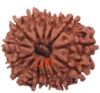 Thirteen Mukhi Rudraksha