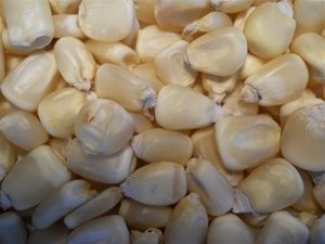 Best Quality White Maize Hybrid