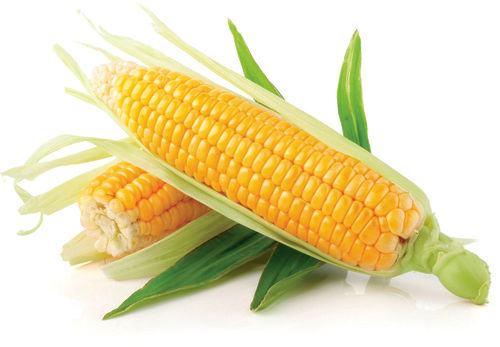 Freeze Dried Sweet Corn