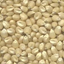 Hybrid White Desi Maize