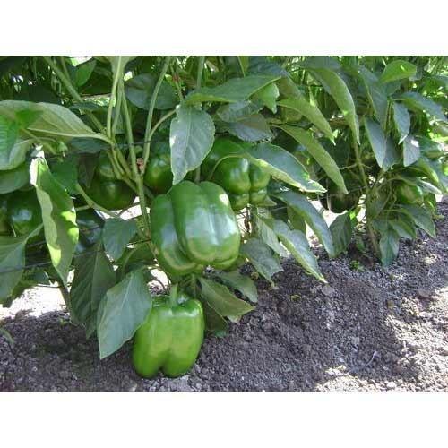 Green Capsicum