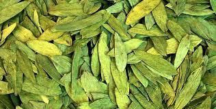 Senna Leaves (Dry/Powder) Cassia Angustifolia