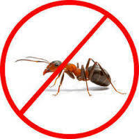 Termite Pest Control Service By Patel Pest Control