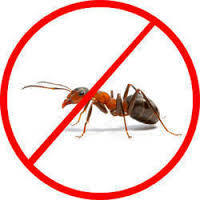 Termite Pest Control Service