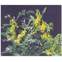 Cassia Angustifolia Vahl