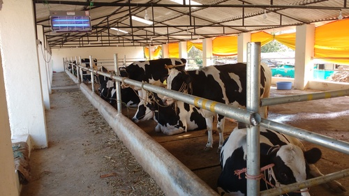 Dairy Farm Consultancy Services By SRI SAI AGRO IMPLEMENTS