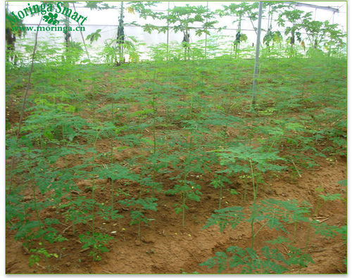 Moringa Oleifera Seed