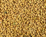 Fenugreek