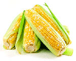 Maize