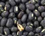 Urad Black Gram