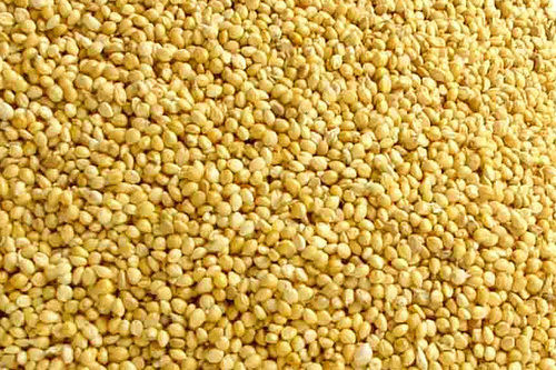 Yellow Millet