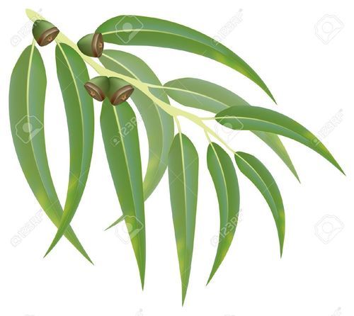 Eucalyptus Oil