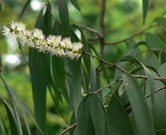 Tea Tree Oil Frequency (Mhz): 50-60 Hertz (Hz)