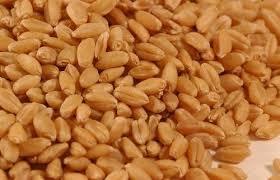 Indian Wheat 