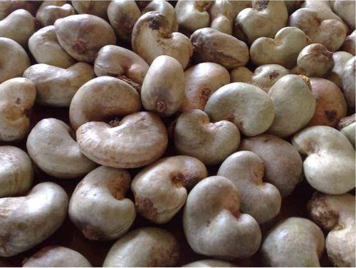 Raw Cashew Nuts With Shell