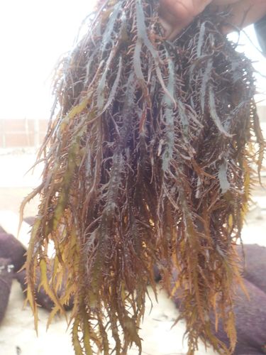 Raw Dried Seaweed