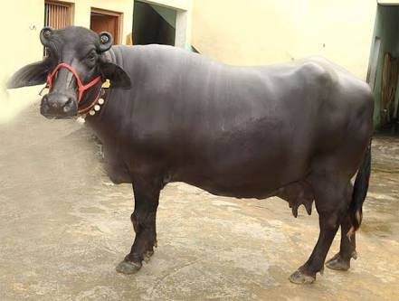 Beautiful Murrah Buffalo