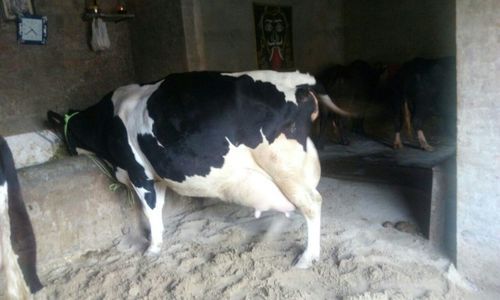 Haryanvi Spotted Hf Cow