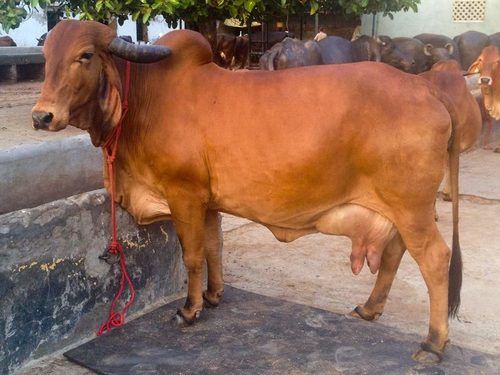 Hybrid Gir Cow