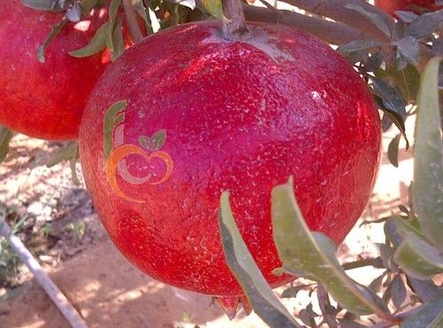 As Show Image Pomegranate