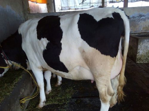 Speckled HF Cow