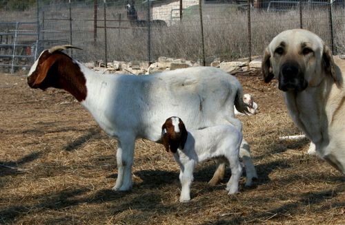 Boear Goats