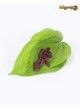 Betel Leaf and Areca Nut