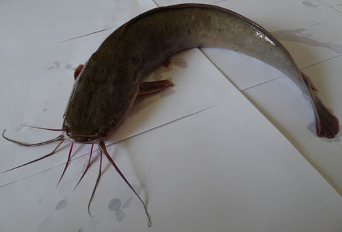Frozen Catfish And Barge (Clarias Fuscus)