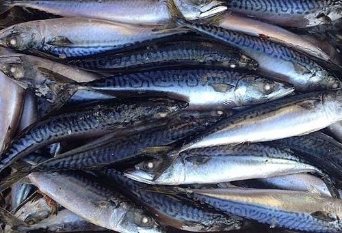 Frozen Pacific Mackerel And Chub Mackerel (Scomber Japonicus)