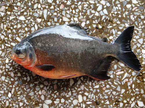 Frozen Red Pomfret Fish / Red Pacu (Colossoma Brachypomum)