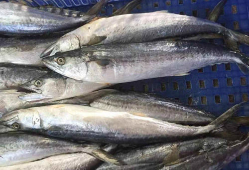 Frozen Spanish Mackerel (Scomberomorus Niphonius)