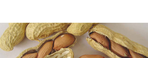 Groundnut Kernels