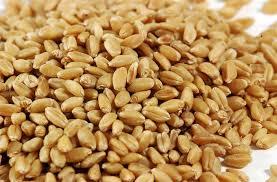 Fresh Whole Wheat Grain