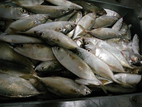 Frozen Indian Mackerel Fish