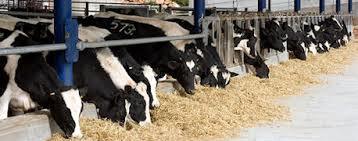 Dairy Cow Feeding System