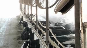 Dairy Cow Fogging System