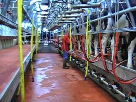 Swingover Milking Parlour