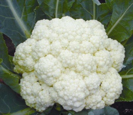 CAULIFLOWER Seeds